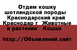 Отдам кошку шотландской породы - Краснодарский край, Краснодар г. Животные и растения » Кошки   